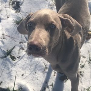 Meet your Posher, Tristen